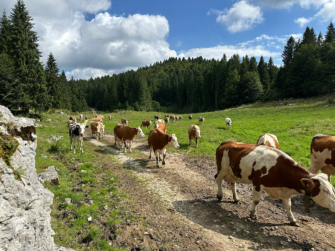Copertina Alpeggio e transumanza