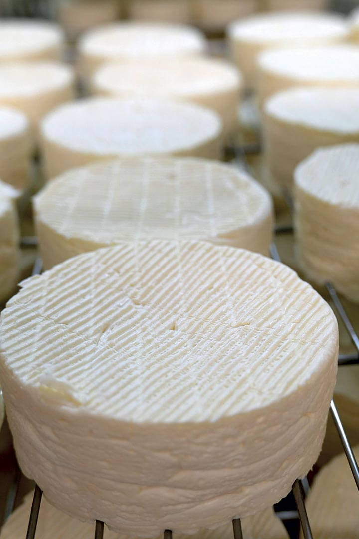 Copertina Lattococchi lattici